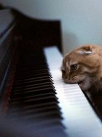 Cat Biting Piano