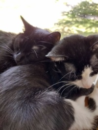 Kitty Cuddles