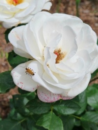Pax Rose with Margined Leatherwing Beetle_May2024