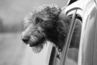 Driving Miss Maisey