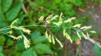 Kvetoucí tráva - postrach alergiků