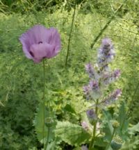 Poppy and Clary Sage