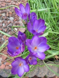Same Crocus of the other day.....but open today!