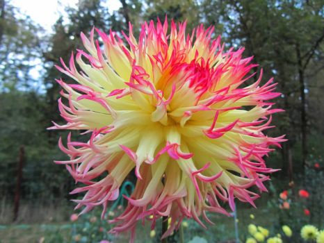 Fimbriated Dahlia for Warbler & others ☻
