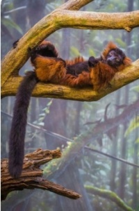 Red Ruffed Lemur       ---Critters I'd like to pet (without being eaten, scratched, bitten, etc.)
