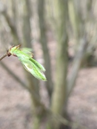 Signs of spring