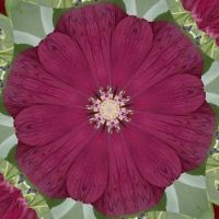 hibiscus kaleidoscope 1