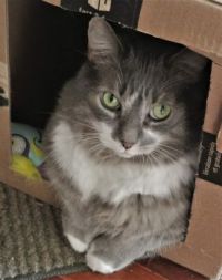 Greyson:  just relaxing in his box