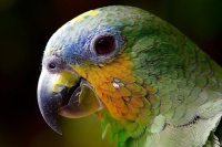 Parrot - smaller