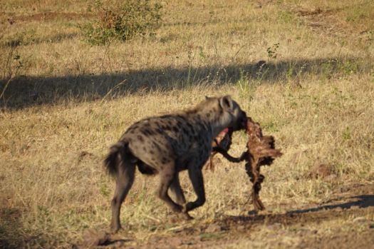 Scavenging hyena