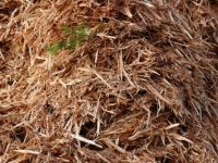 Shredded Christmas trees