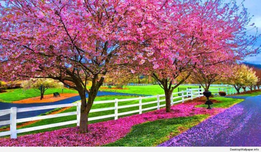Solve Spring is Near 🌷🌸 jigsaw puzzle online with 104 pieces