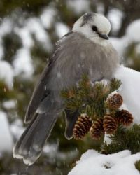 Chilly Day to Be a Jay