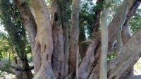 one tree - Mother of all trees. South Africa
