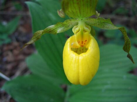 Cinderella's Lady Slipper By Mother Nature.