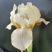 Miniature Dwarf Bearded Iris 'Grey Pearls'
