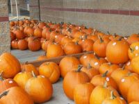 Pumpkins a'plenty, take your pick