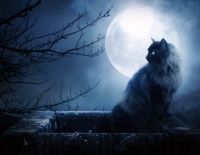 58932-wallpapers-full-moon-black-cat