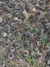 Shouldham Woods pine cones