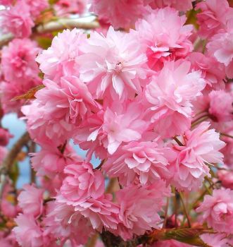 Cherry Blossoms, Scotland