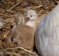 newly hatched cygnets