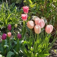 A choir of tulips.