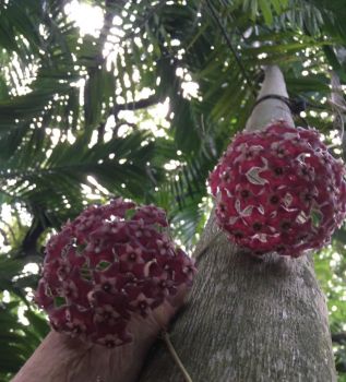 Hoya blossoms in a palm tree