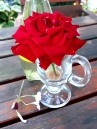 růže v kávě