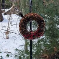 Backyard Bird Buffet