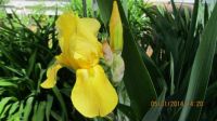 Yellow Iris