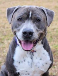GORGEOUS BLUE FRECKLED MALE PIT MIX (Va Beach Animal Care & Adoption Center)