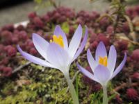 crocus