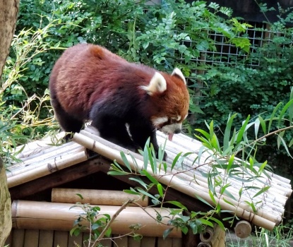 Solve San Diego Zoo - Red Panda, Clark, with tongue out jigsaw puzzle