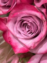 Pink rose