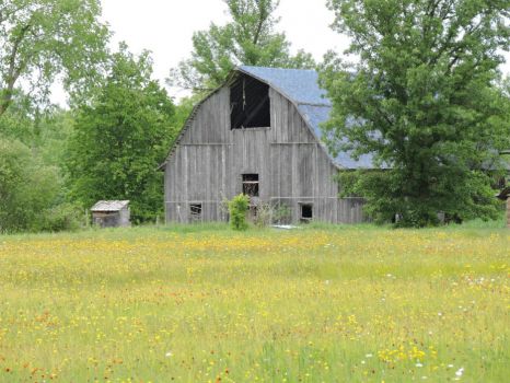 Old weathered WI barn in field of wildflowers