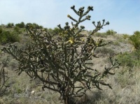 2010_0521 Desert 32