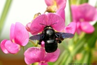 Blue wood bee and vetch