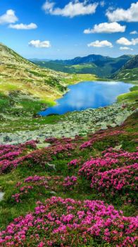 Glacier lake and pink rhododendron flowers in Retezat National Park, Carpathian Mountains, Romania