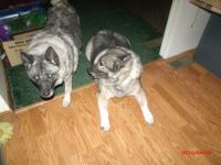 Saydee & Sparky