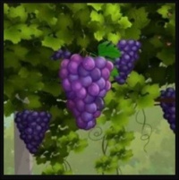 ~Yummy Grapes~