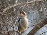Mating season is exhausting for night herons.