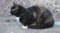 one of the feral cats