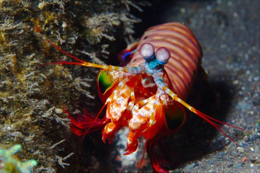 Mantis Shrimp Medium