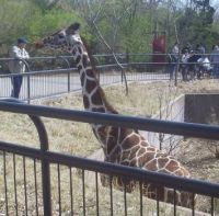 giraffe at a zoo