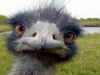 Oscar the Ostrich