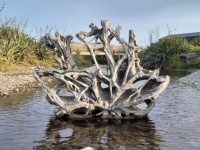 Tree root driftwood