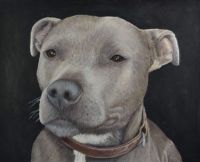 Tessa - Blue Staffordshire Terrier