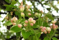 crab apple buds