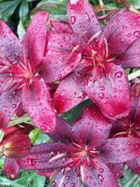 Rain Drops on Lilies