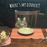 WHERE'S MY DINNER!?
